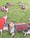 Central Somerset Gazette