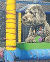 Softplay centre for pets that's mad in a good way3