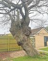 100-year-old oak saved from axe despite worry for house1