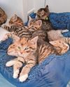 Cat numbers surge sparks animal shelter warning5