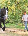 Shire horses help create woodland haven for all Frome Standard