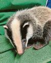Orphaned badger cubs are nursed back to health9