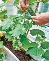 PAT'S THE WAY TO GROW YOUR OWN! PAT'S THE WAY TO GROW YOUR OWN!