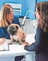 Top tips on how to keep your vet bills affordable The Sentinel