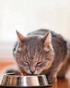 Cat's thyroid is overactive22