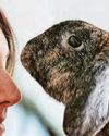 A warning shot on rabbit virus23