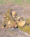 Families hit out after trees felled at beauty spot17