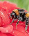 Don't make bumblebees buzz off!3
