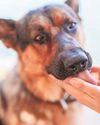 X-ray reveals German shepherd's back issue X-ray reveals German shepherd's back issue24