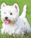 Research aims to ease 'Westie lung' Research aims to ease 'Westie lung'16