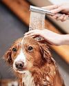 DOG SHOWERS A MUTT-HAVE