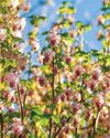 Exciting currant affairs Exciting currant affairs