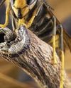 BEE AFRAID:UK IN HORNET INVASION Daily Star Sunday