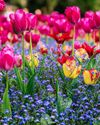 Tulip mania Tulip mania41