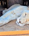 Rescued lions all white now32