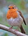 Note-worthy favourite bird Note-worthy favourite bird49