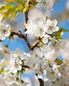 Blossom into life this April Blossom into life this April33