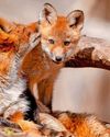 FOX IS SO MOUSE PROUD..4