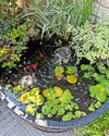 Roll out the barrel and dip into pond life Roll out the barrel and dip into pond life31