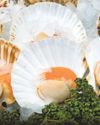 Why disco diving for scallops is no flash in the pan