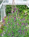 Growing your own bouquets46