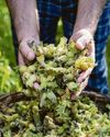 British farmers may go nuts for latest cash crop36