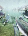 Falkland Islanders prepare for their latest invaders... 50,000 TONS OF SALMON34