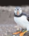 Hope for puffins in face of climate change threat26