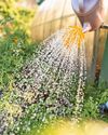 Plants to see you through a hot summer44