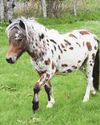 Rare horses stolen in raid on Kent farm16