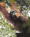 'New' orangutan facing extinction 'New' orangutan facing extinction24