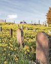 Council pledge not to reuse cemetery plots Council pledge not to reuse cemetery plots