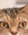 A crusty cat cancer cure A crusty cat cancer cure