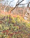 Fight to revive UK's rainforests