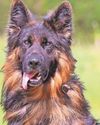 'Happy tail-wagging dogs are looking for a home this month12