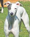 Heartless thieves snatch pet in the street13