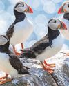 Farne Islands puffin numbers show drop of nearly a quarter14