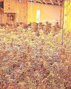 Arrests made in police drug raids Arrests made in police drug raids4