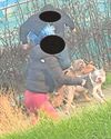 'We feel let down over dog attacks'4