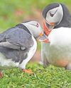Puffin cams returns to give bird's eye view of island life23