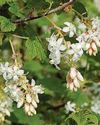 Exciting currant affairs The Sunday Mirror