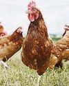 A.I. plan for more eggs is hatched The Sunday Mirror