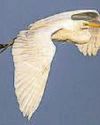 Rare big birds' chicks have twitchers flocking to Wales The Sunday Mirror