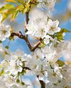 Blossom into life this April45