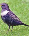Shy blackbird shining bright44
