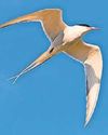 A real tern up for the books38