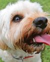 Dog's skin cancer fear Dog's skin cancer fear