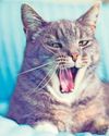Does my cat need a chip? Does my cat need a chip?