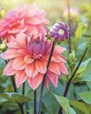 DAZZLING DAHLIAS DAZZLING DAHLIAS