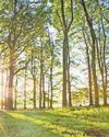 'Planning reforms put wildlife at risk' 'Planning reforms put wildlife at risk'